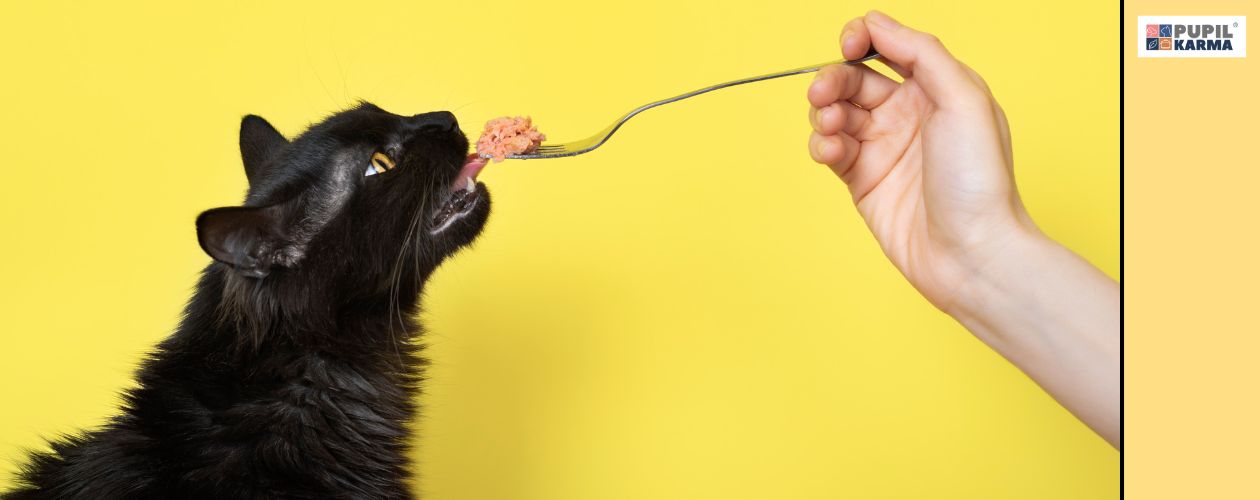 Trzymaj się zasad żywienia. Na żółtym tle zbliżenie na głowę czarnego kota, któremu kobieca ręka na widelcu podaje kęs mięsa, Po prawej żółty pas i logo pupilkarma.
